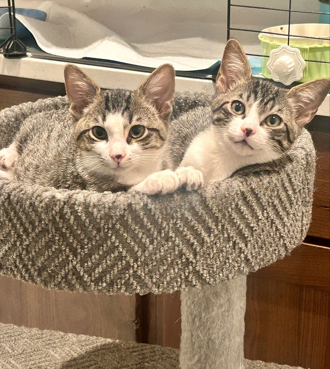 Neutered/vaxed, SUPER friendly 4-month brothers! 