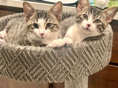 Neutered/vaxed, SUPER friendly 4-month brothers!