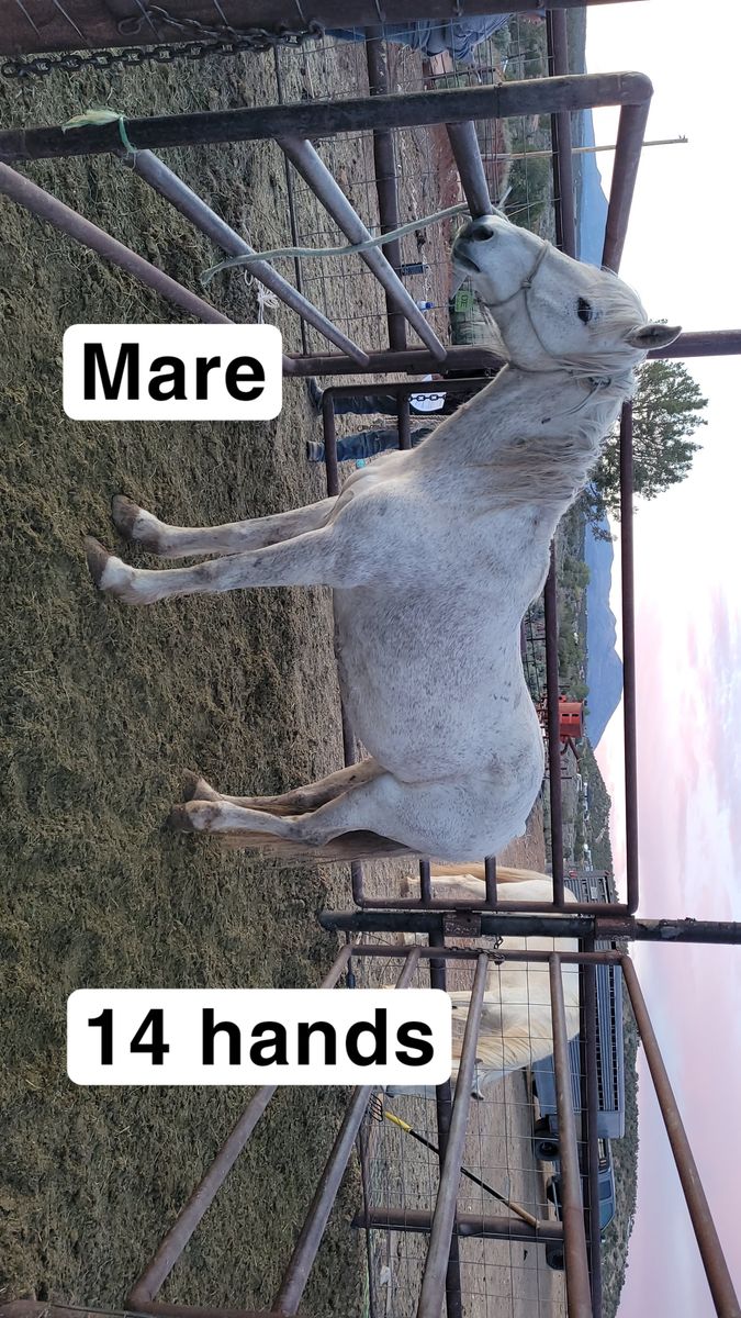 Grey mare