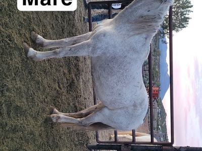 Grey mare