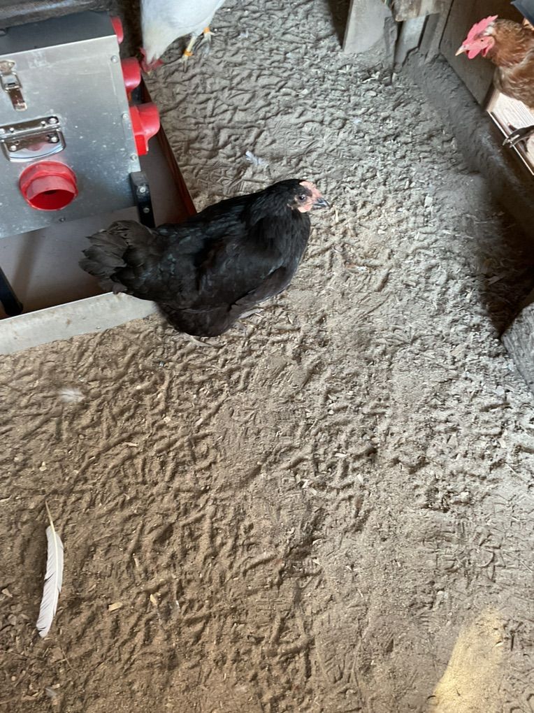 2 Older Australorp
