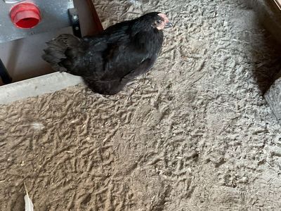 2 Older Australorp