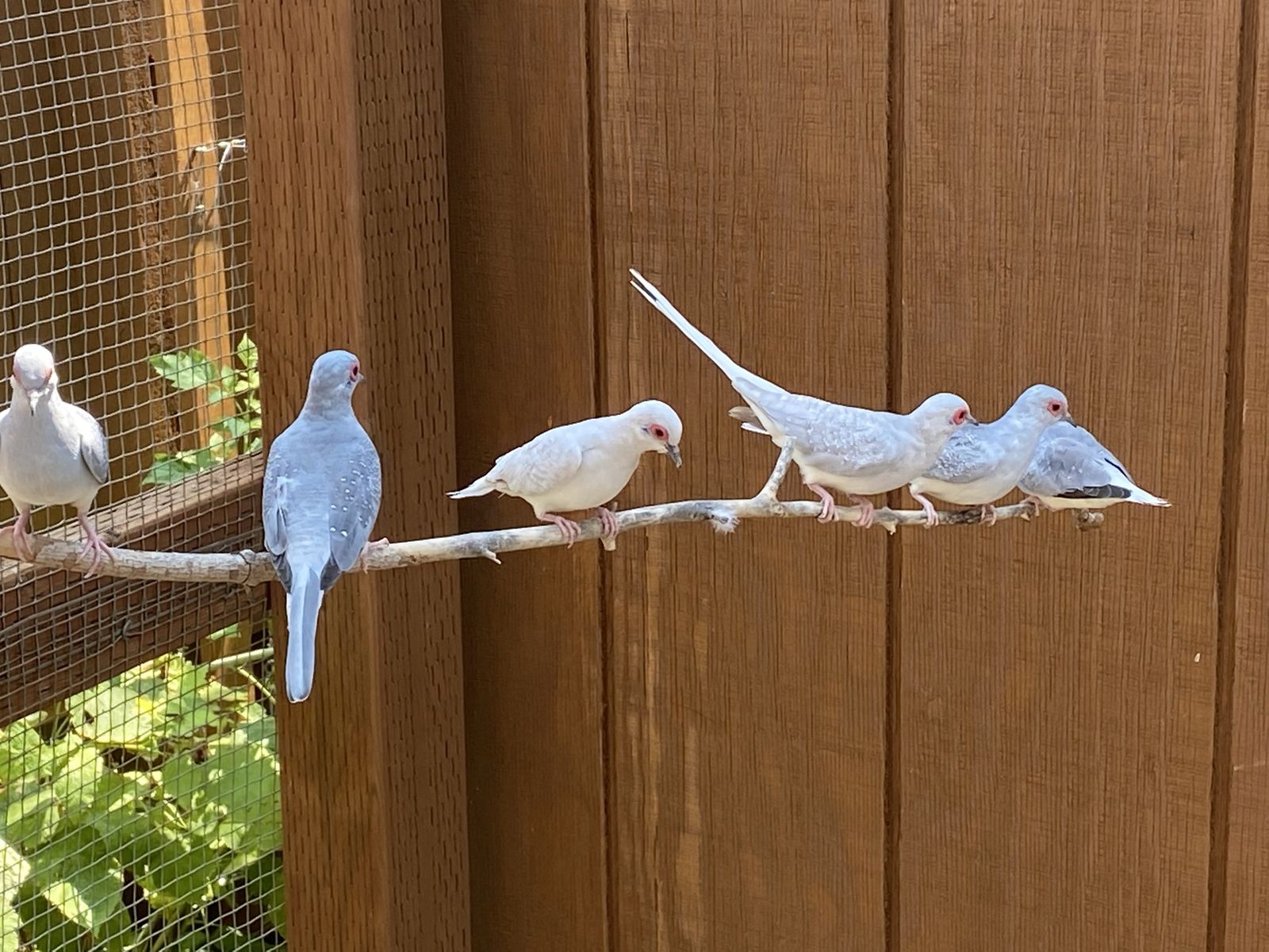 Diamond Doves
