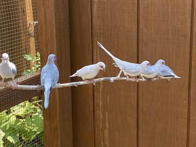 Diamond Doves