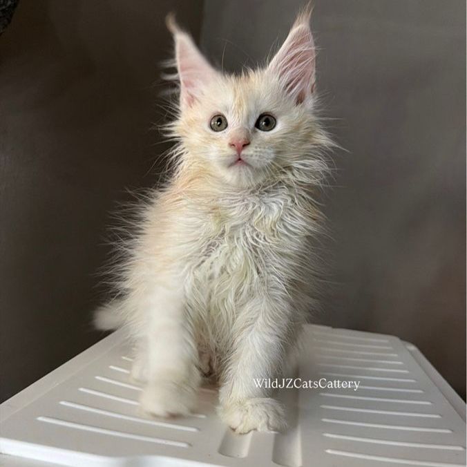 TICA registered Maine Coons 