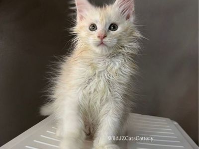 TICA registered Maine Coons