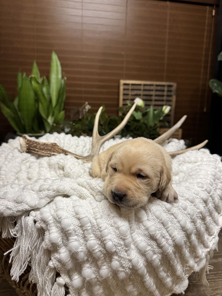 7 week old Lab puppies males and females.