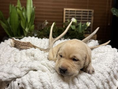 7 week old Lab puppies males and females.