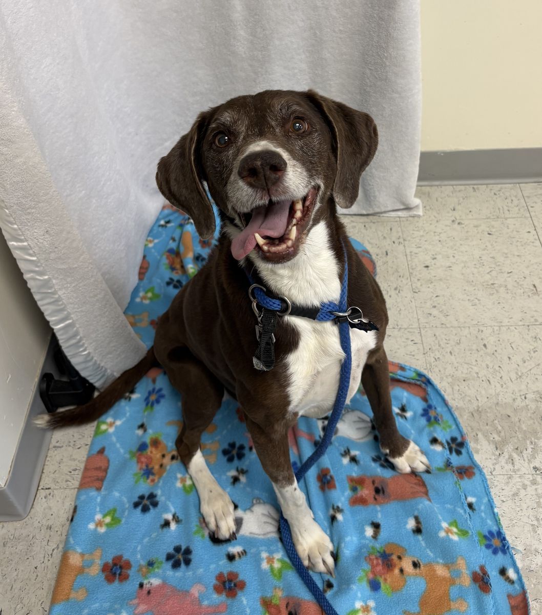 A160141 Lola is Available for Adoption!