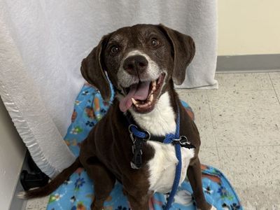 A160141 Lola is Available for Adoption!