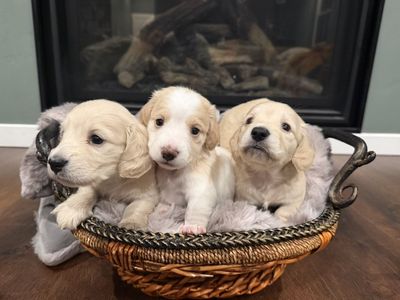 AKC Mini Longhair Dachshund Puppies
