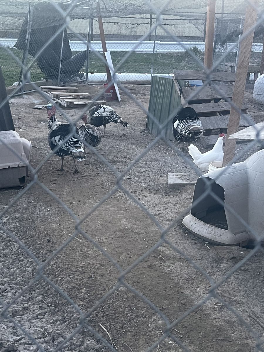 Tom turkeys for sale