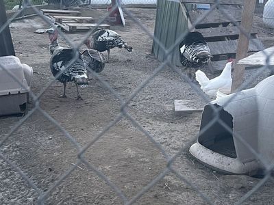 Tom turkeys for sale