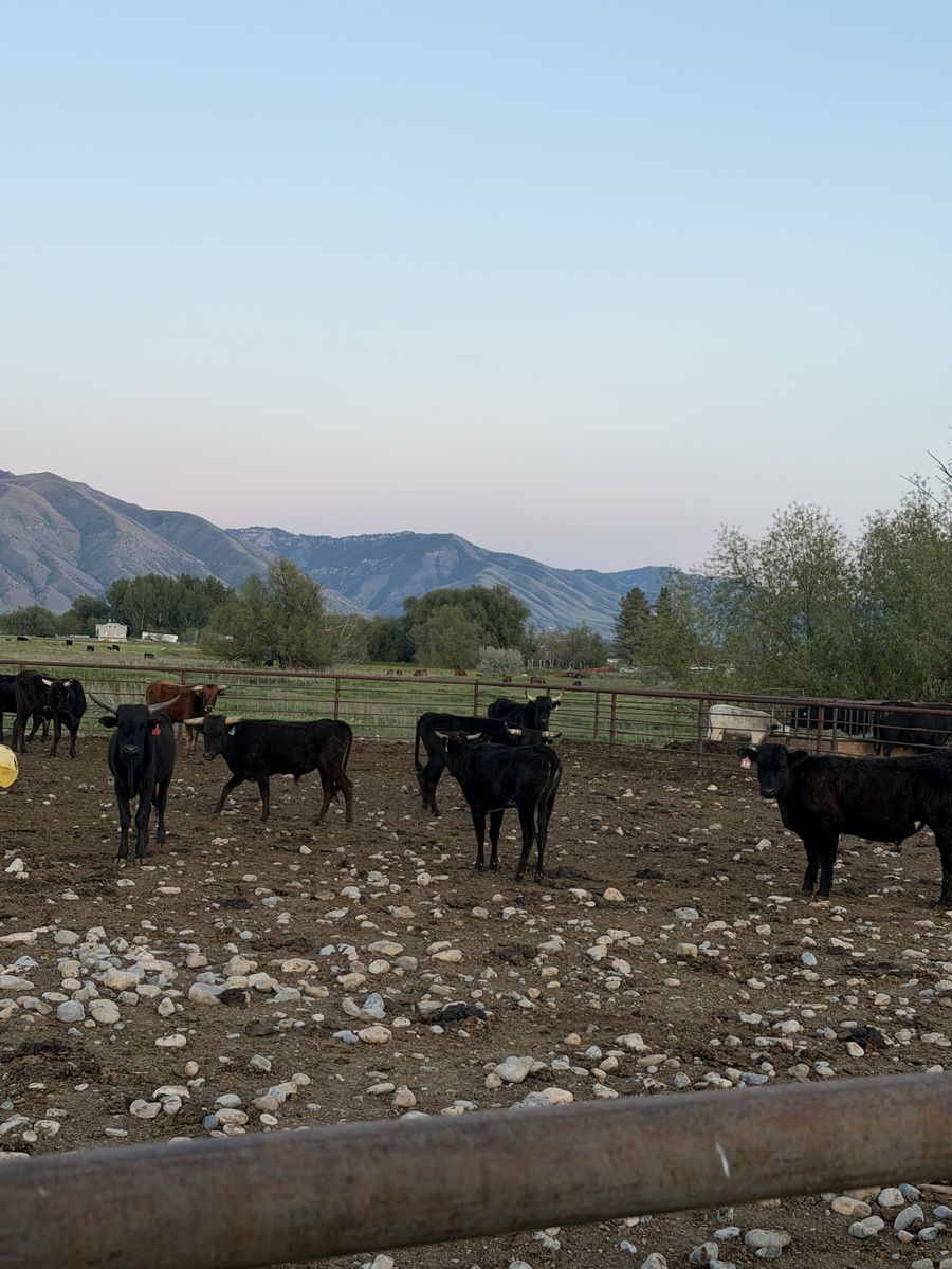 1750 ea corriente roping steers