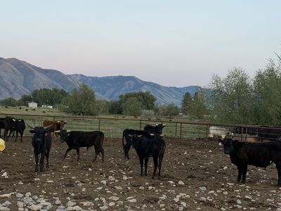 1750 ea corriente roping steers
