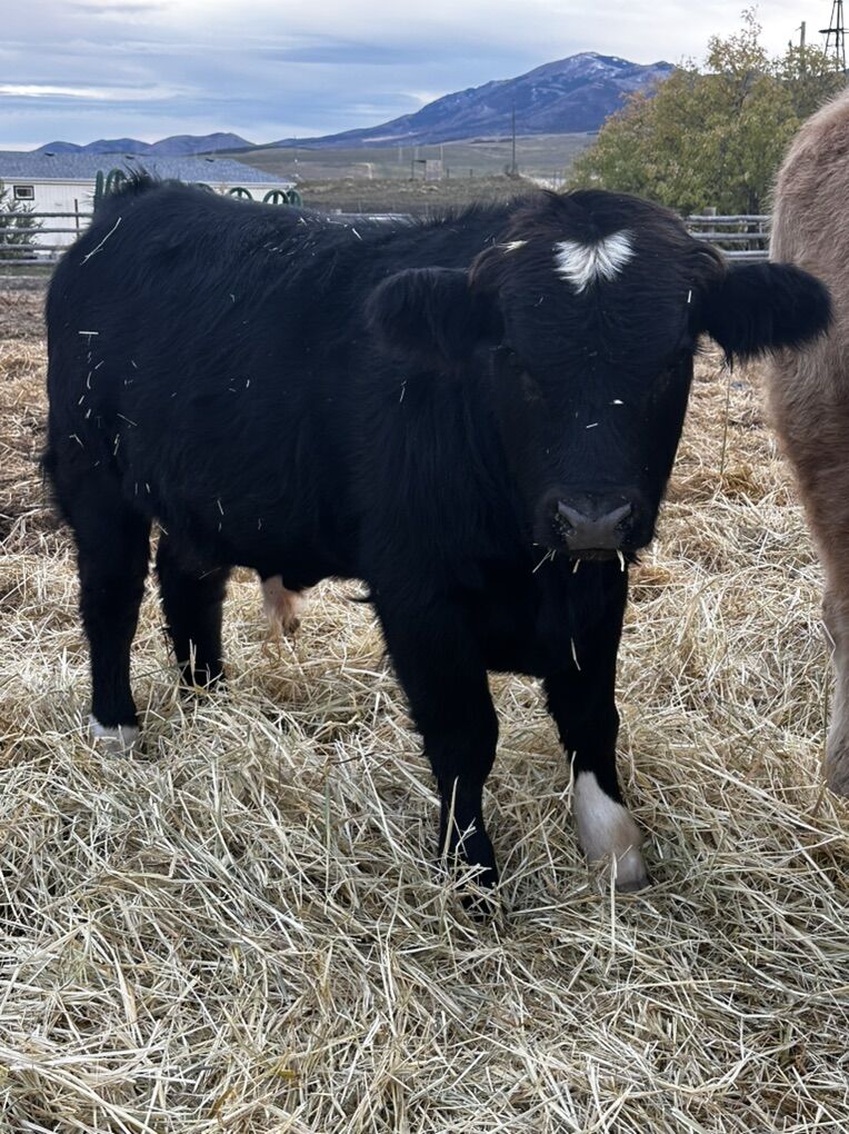 Yearling Mini Bull Calf