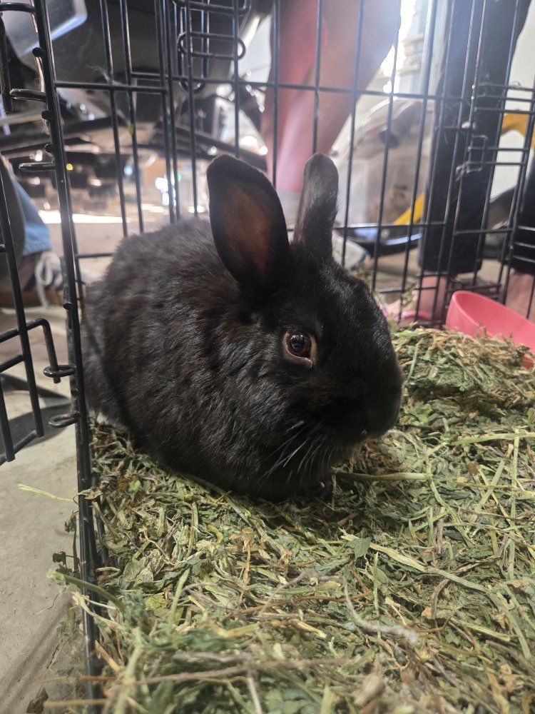 Netherlands Dwarf Lionhead mix