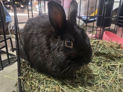 Netherlands Dwarf Lionhead mix