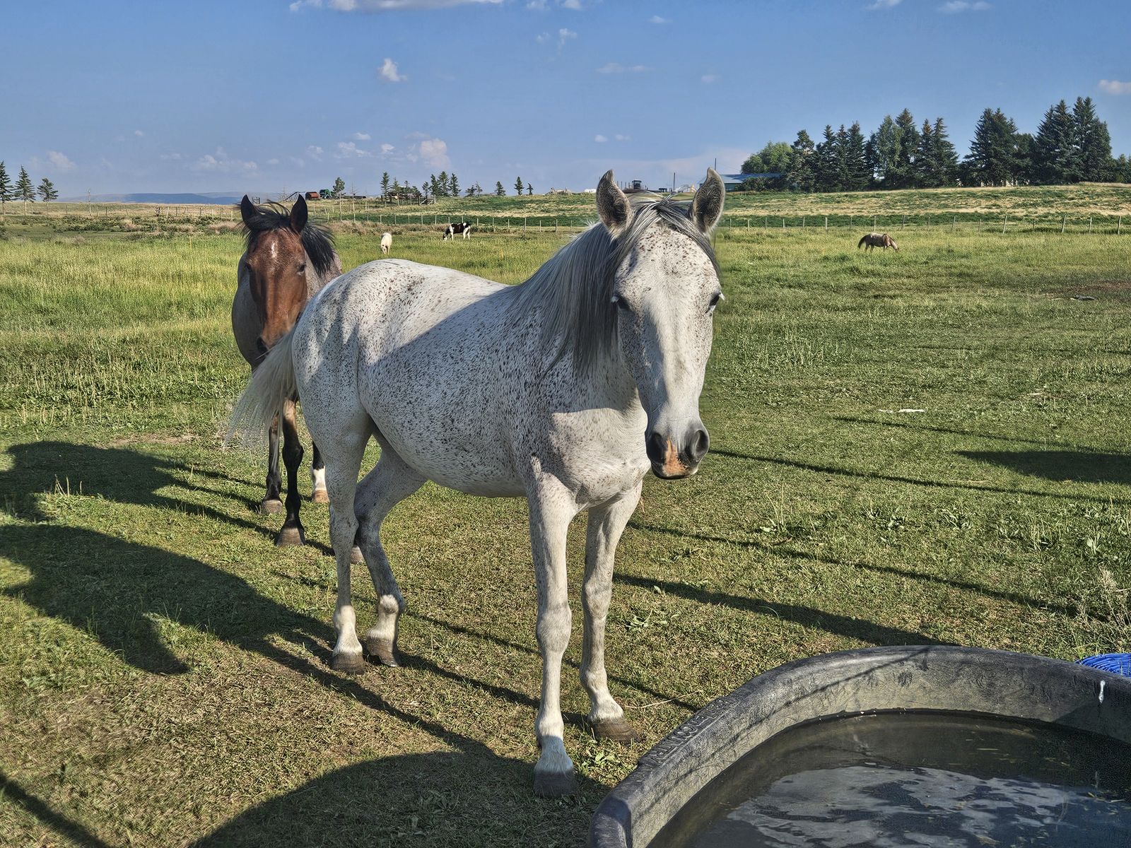 Grade mare