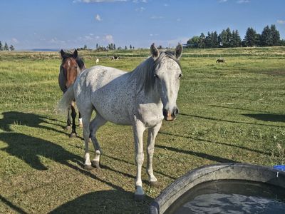 Grade mare