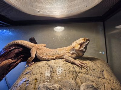 Bearded Dragon Lizard - Live Pet Reptile