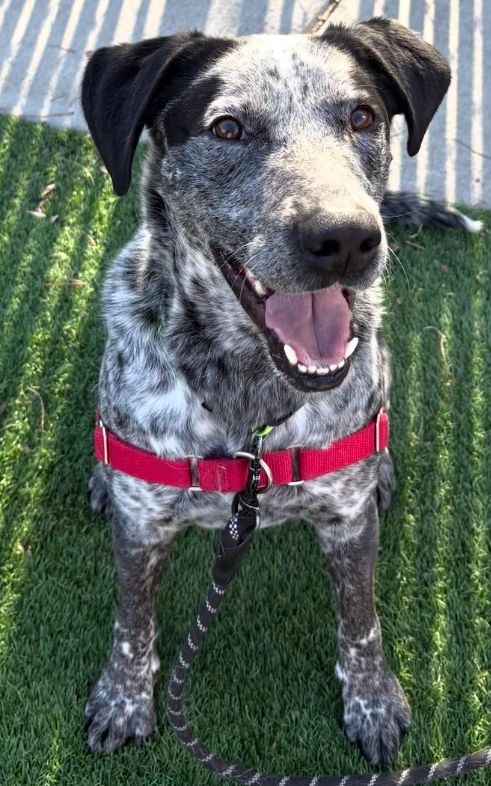 Blue the American Blue Heeler!
