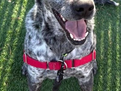 Blue the American Blue Heeler!