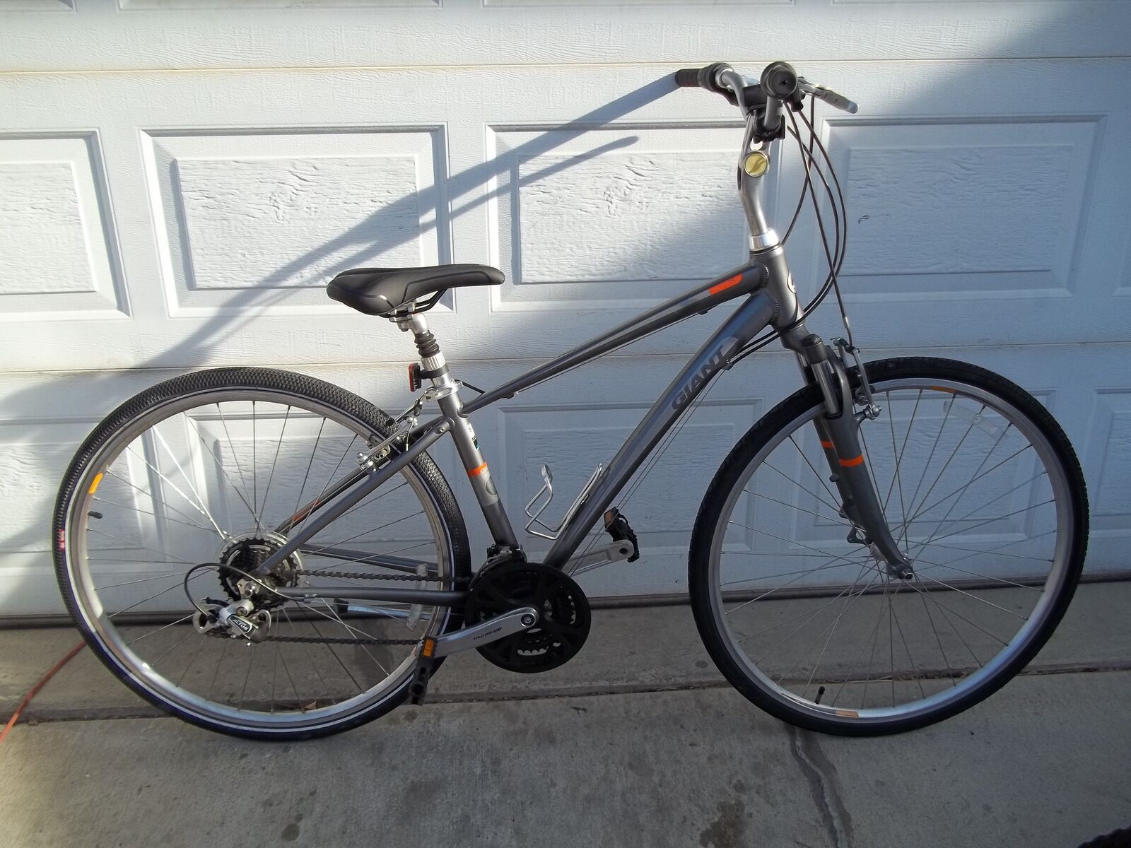 Giant Cypress Hybred