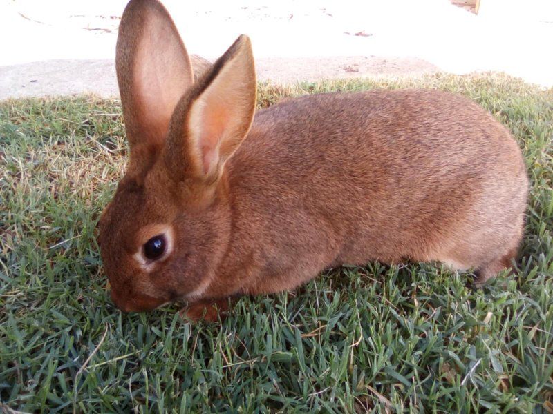 Rabbits