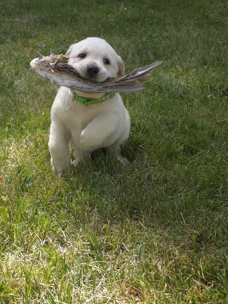 Akc English lab