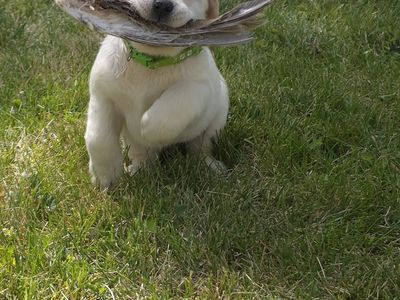 Akc English lab
