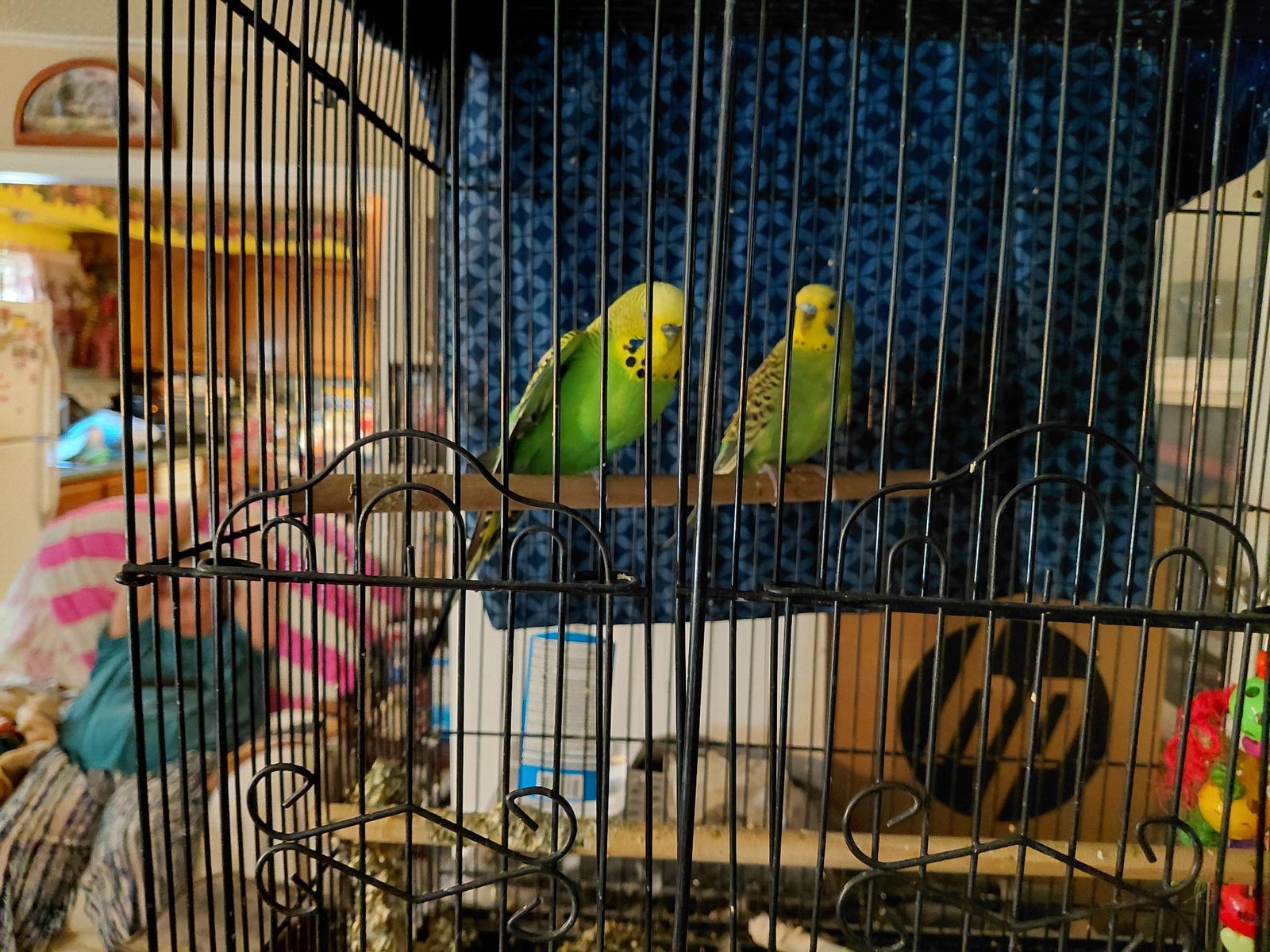 Parakeet