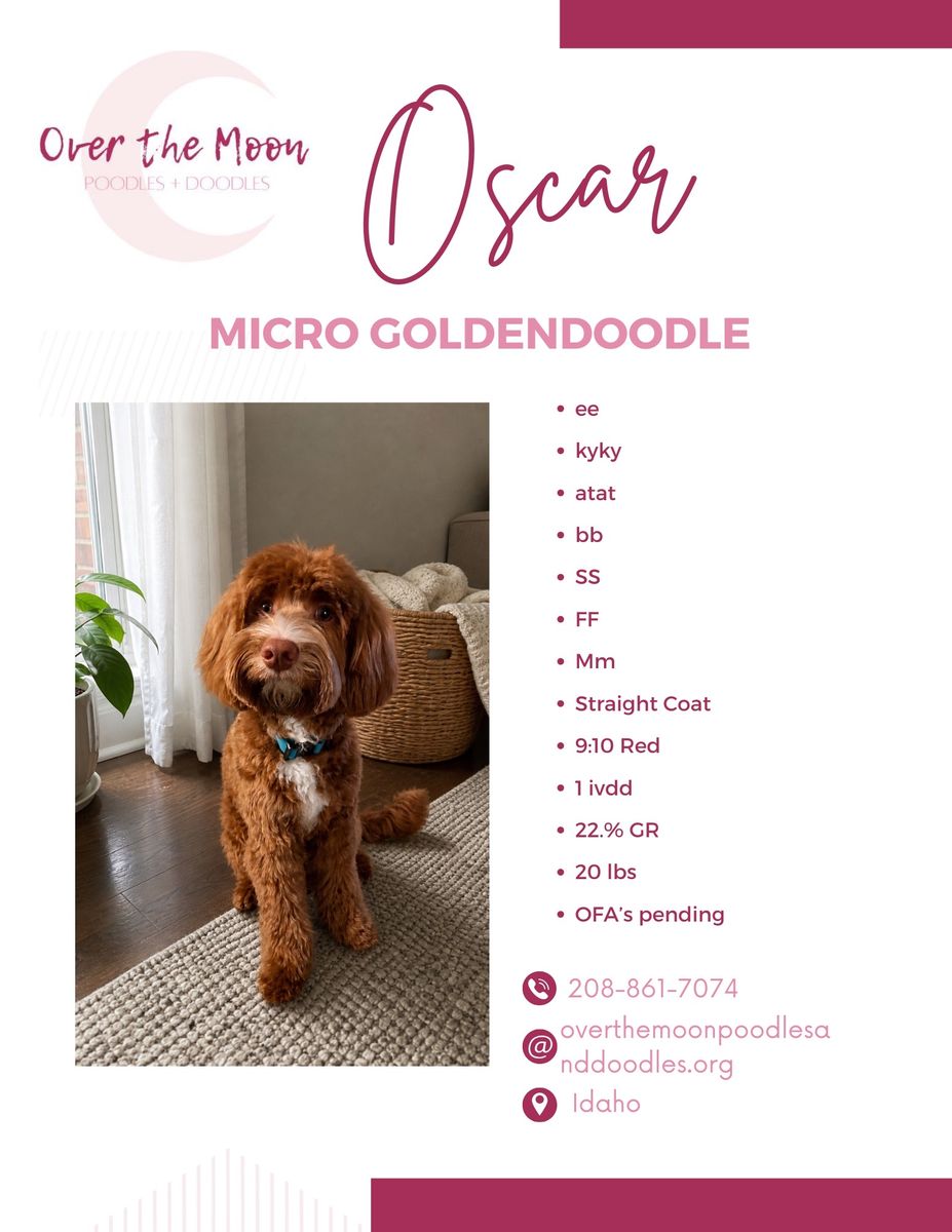 Goldendoodle Stud! Kyky atat bb SS -/- FF Mm