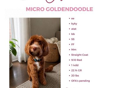 Goldendoodle Stud! Kyky atat bb SS -/- FF Mm