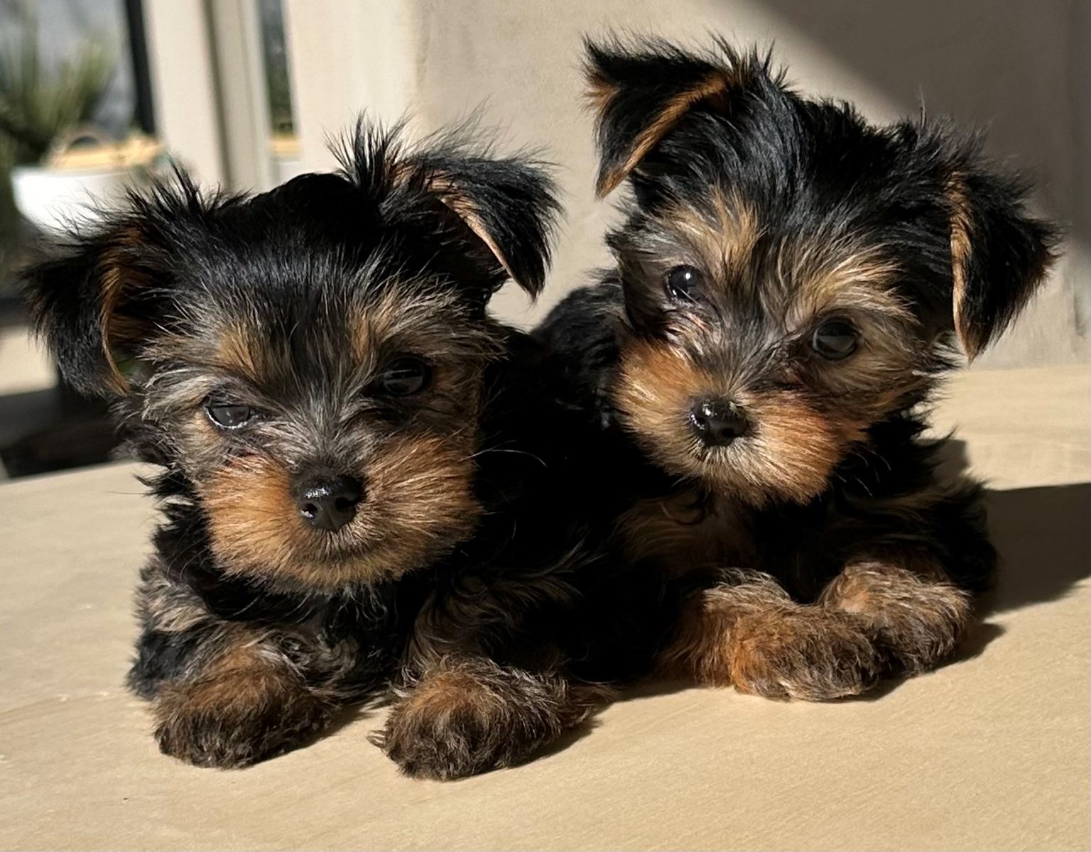 Exceptional Tiny AKC Yorkie Puppies | 1 female left | 4lb Mom | Home Raised