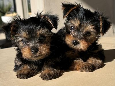Exceptional Tiny AKC Yorkie Puppies | 1 female left | 4lb Mom | Home Raised