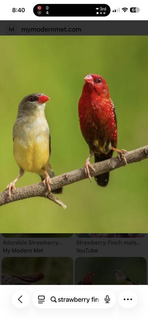 Strawbery Finches Pair
