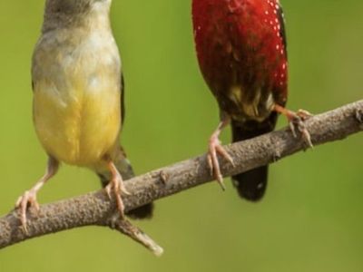 Strawbery Finches Pair