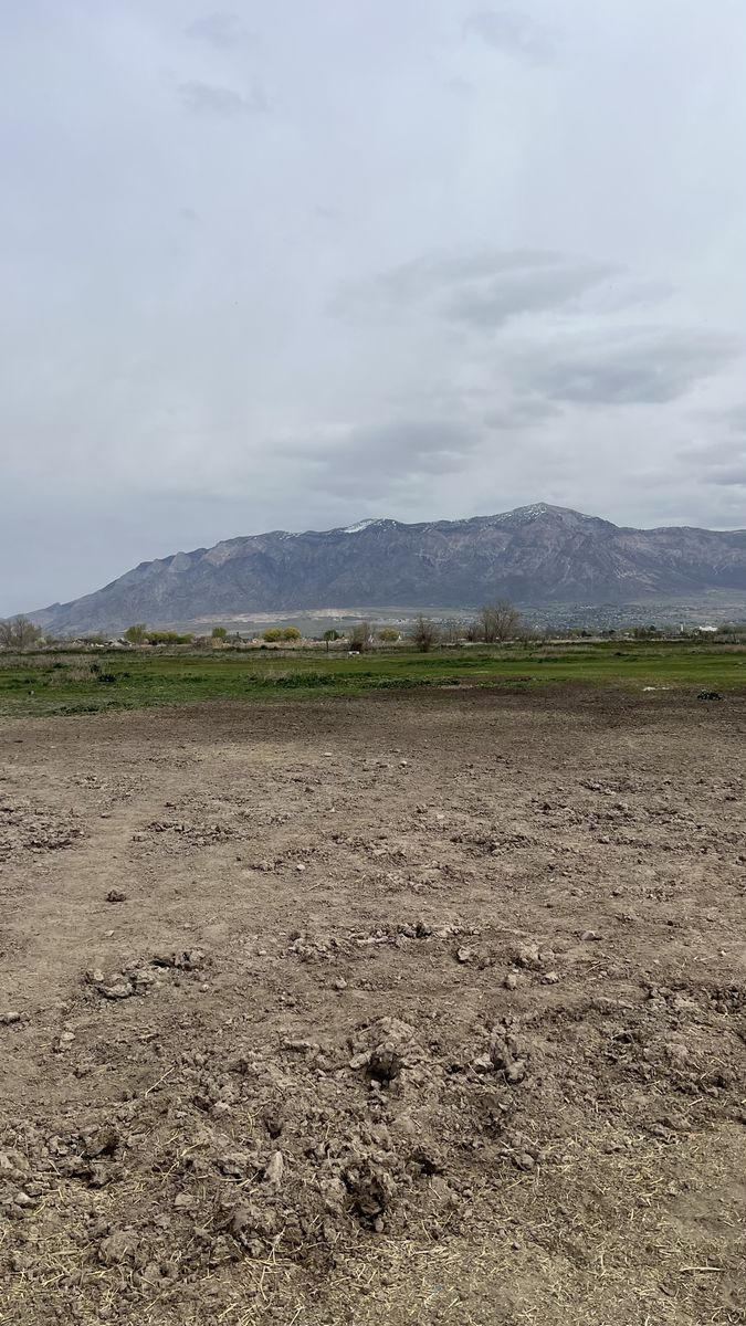 Horse Boarding - 4 Acre Pasture