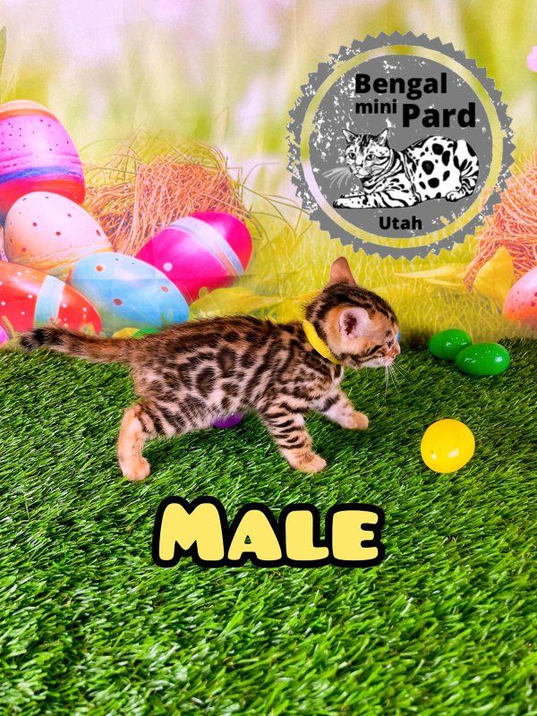 Purebred Bengal kittens