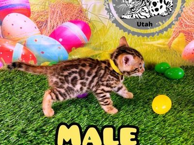 Purebred Bengal kittens