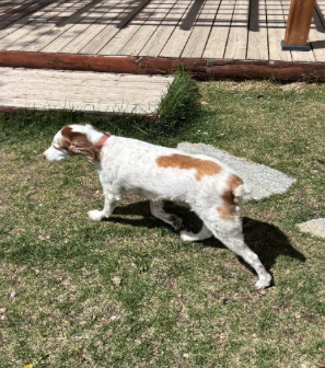 Apollo, Male Brittany Dog