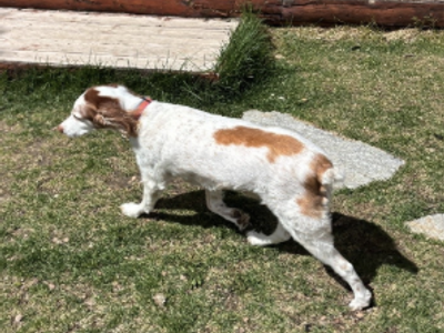 Apollo, Male Brittany Dog