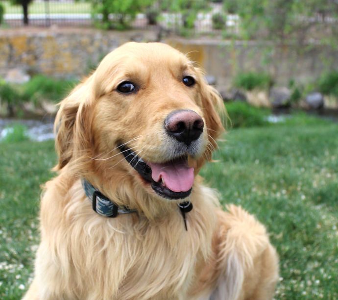 Proven golden retriever stud with health testing