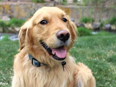 Proven golden retriever stud with health testing