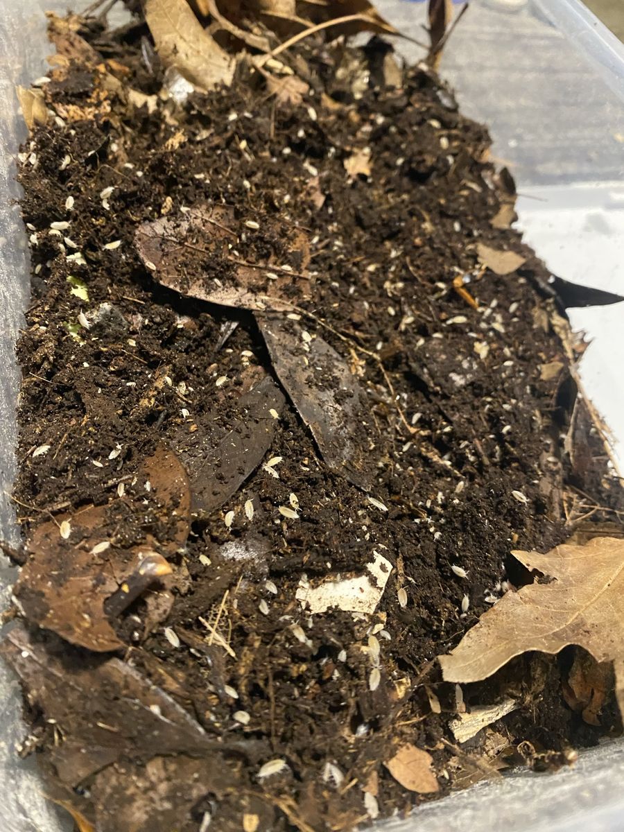 Dwarf white breeder bins (hundreds)