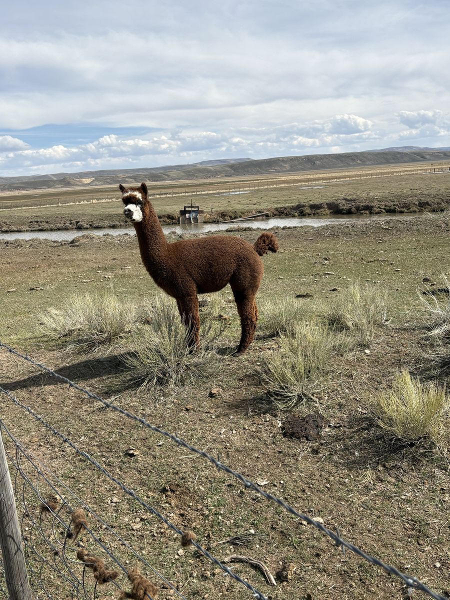 Alpacas