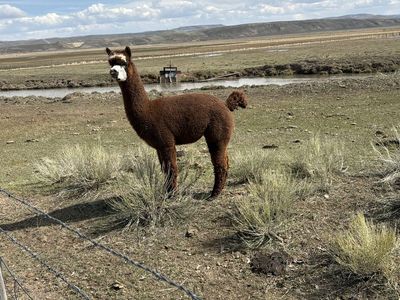 Alpacas
