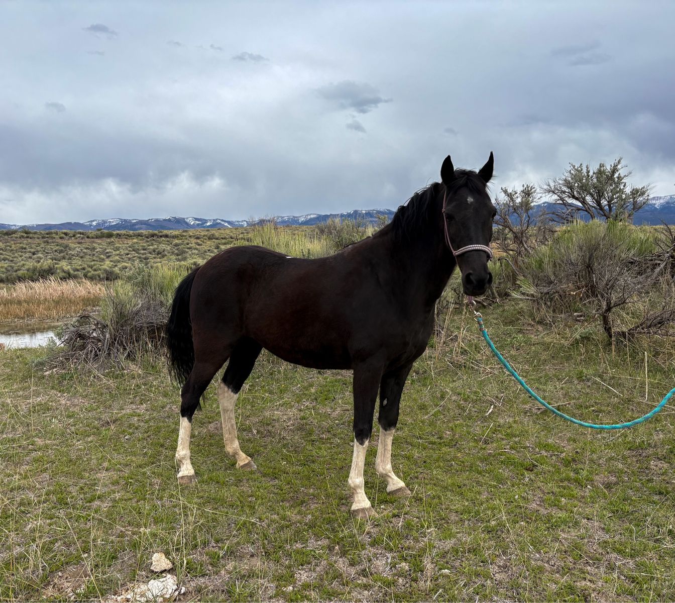 6 year old pony mare