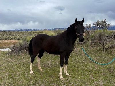 6 year old pony mare